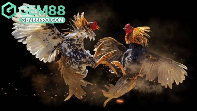 Đá Gà Gem88