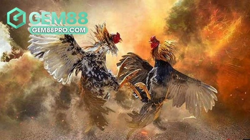 Sảnh đá gà GA28